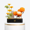 Amber Glow Leather Tray With Money Box