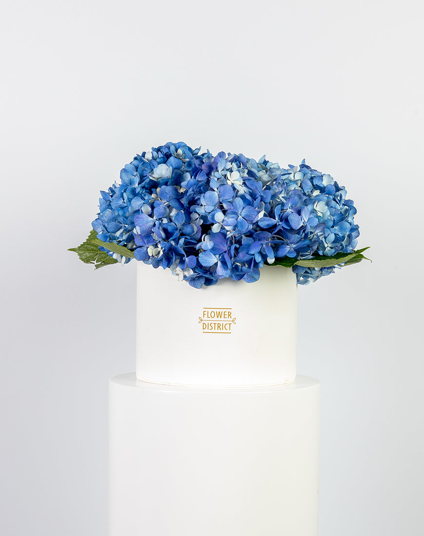 Blue Hydrangea in Large White Box Arrangement
