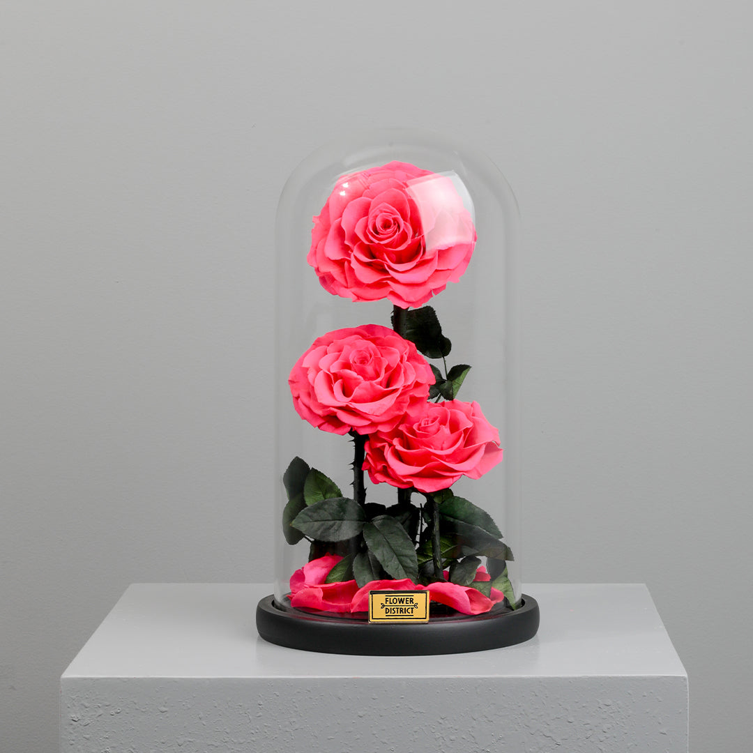 Blush Pink Dual Preserved Rose Big Dome