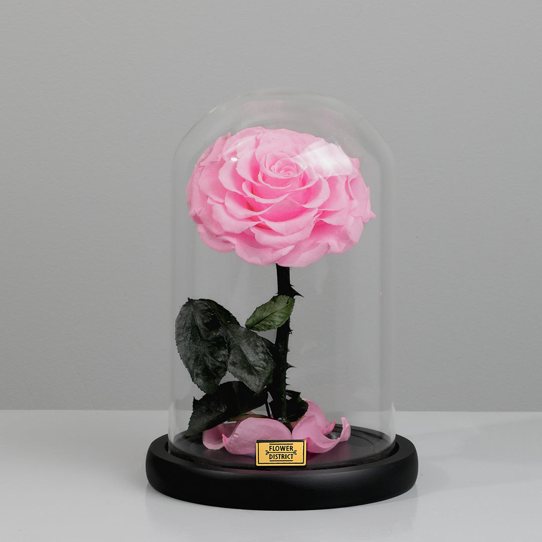Blush Pink Preserved Rose Small Dome