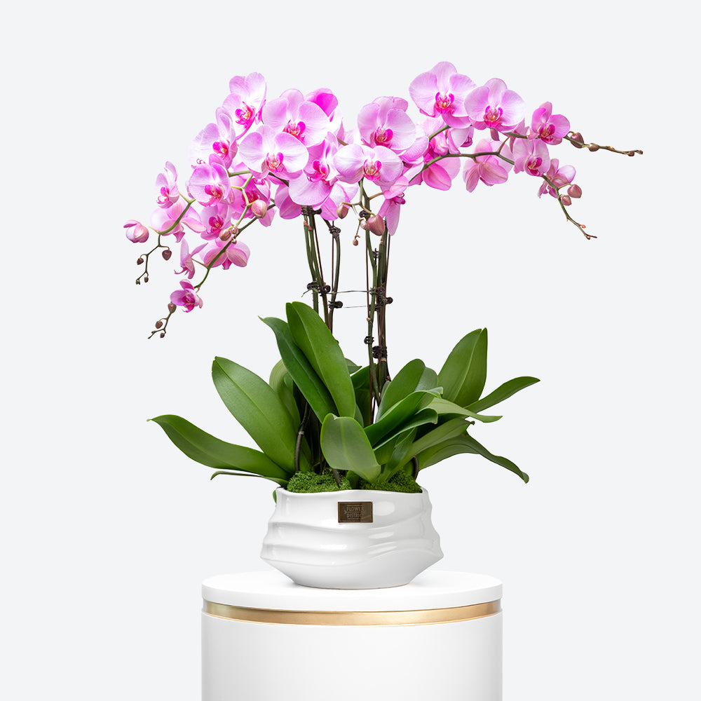 Blushing Grace Large Phalaenopsis Orchid Ceramic Pot