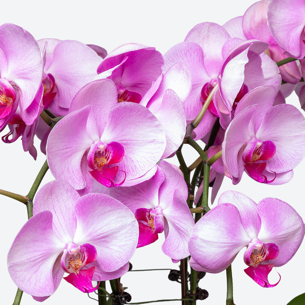 Blushing Grace Large Phalaenopsis Orchid Ceramic Pot