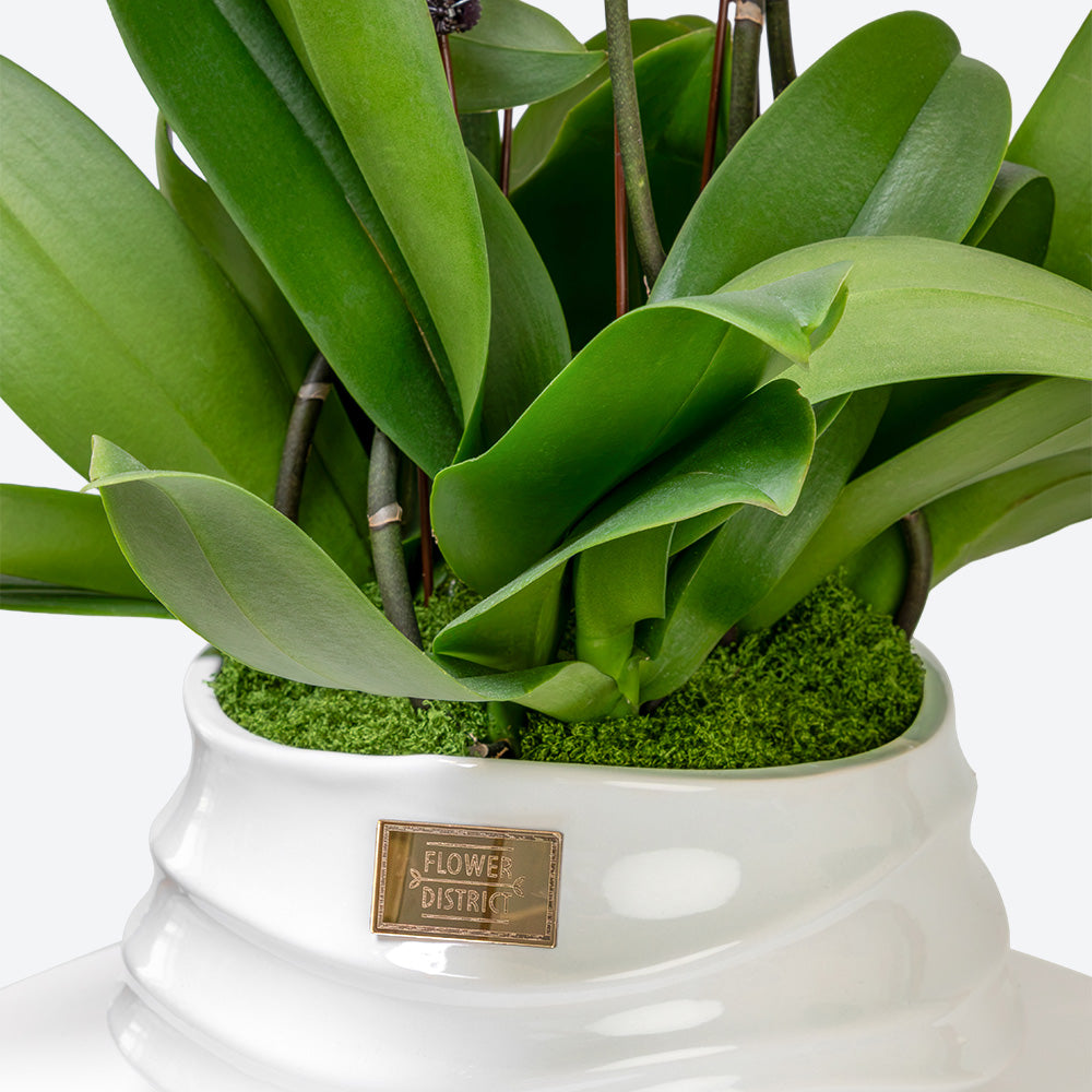 Blushing Grace Large Phalaenopsis Orchid Ceramic Pot