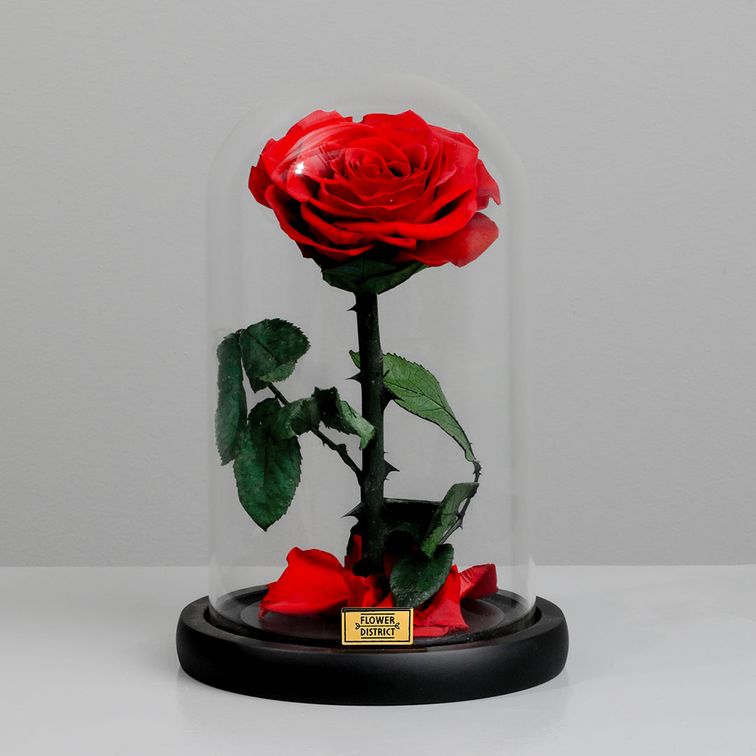 Crimson Red Preserved Rose Medium Dome