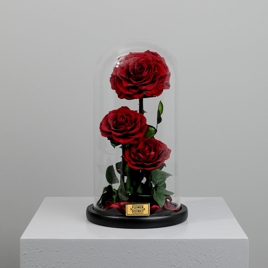 Crimson Red Twin Preserved Rose Dome Big