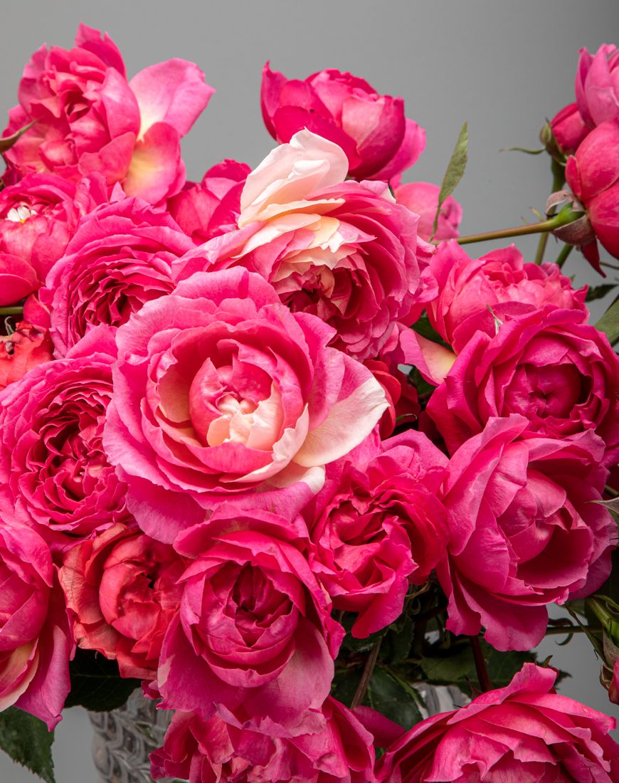 Garden Spray Rose in Vase - Image 2
