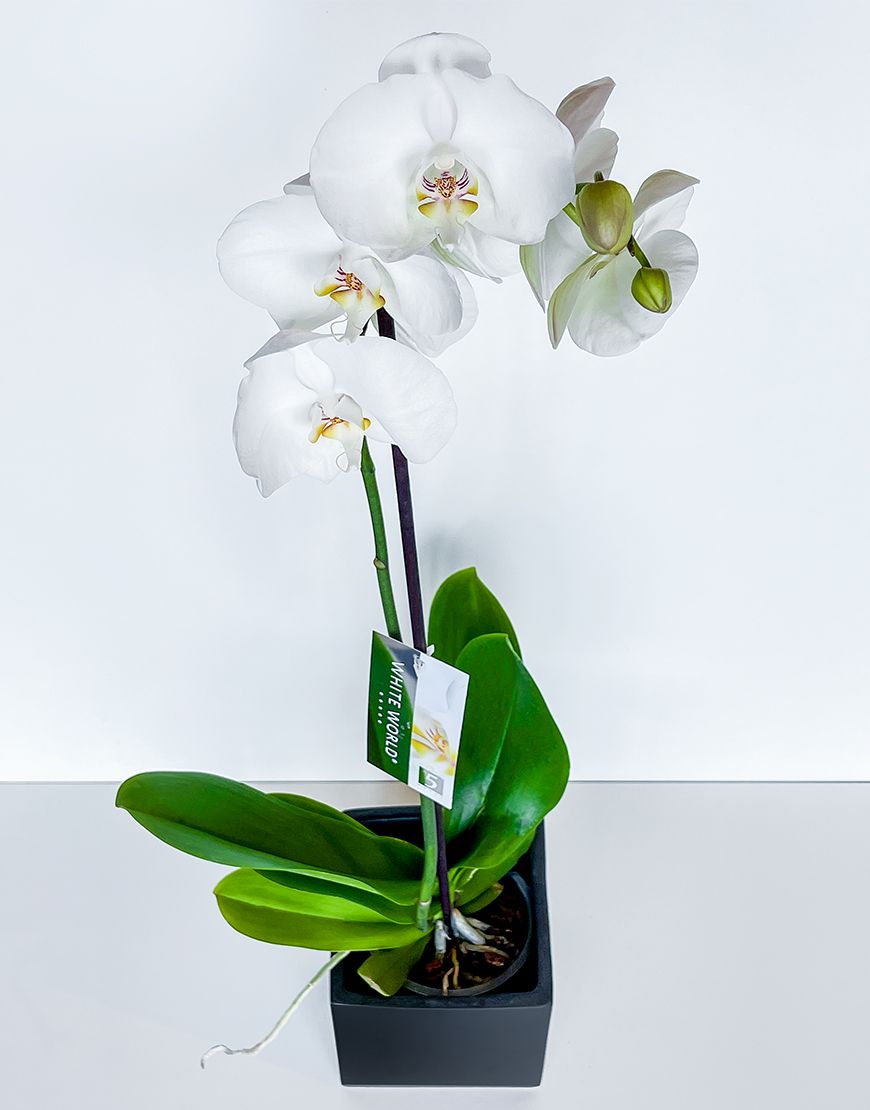 Phalaenopsis Plant in Ceramic Vase