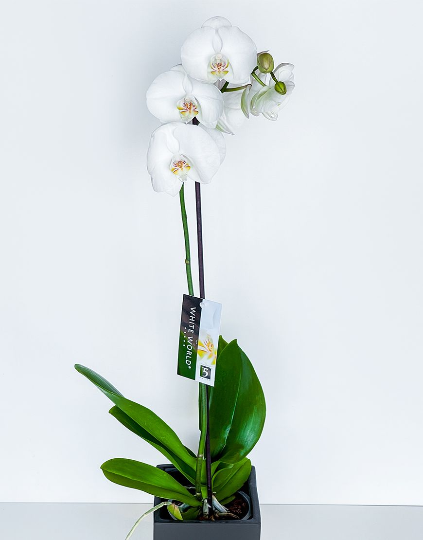 Phalaenopsis Plant in Ceramic Vase - Image 2