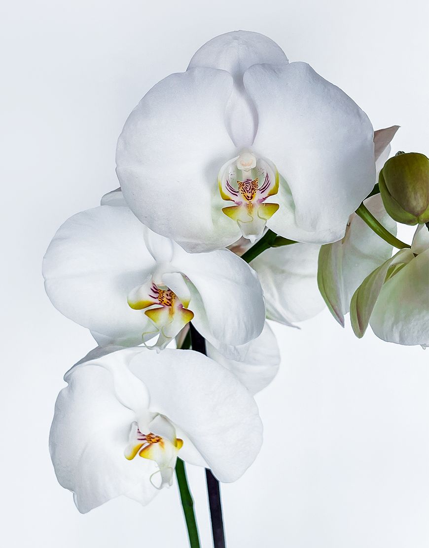 Phalaenopsis Plant in Ceramic Vase - Image 3