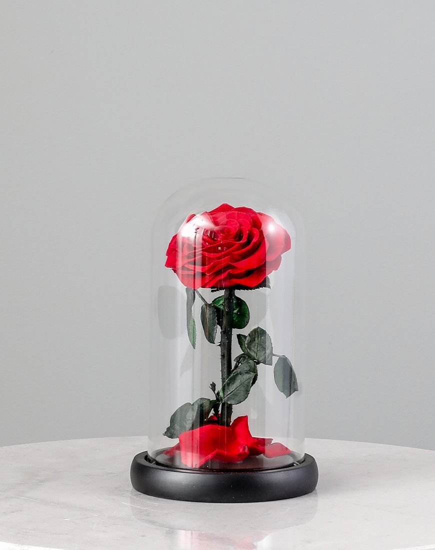 Single Red Forever Rose