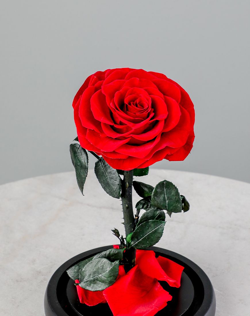 Single Red Forever Rose - Image 2