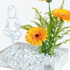 Gerbera Glow Baby Bloom Box