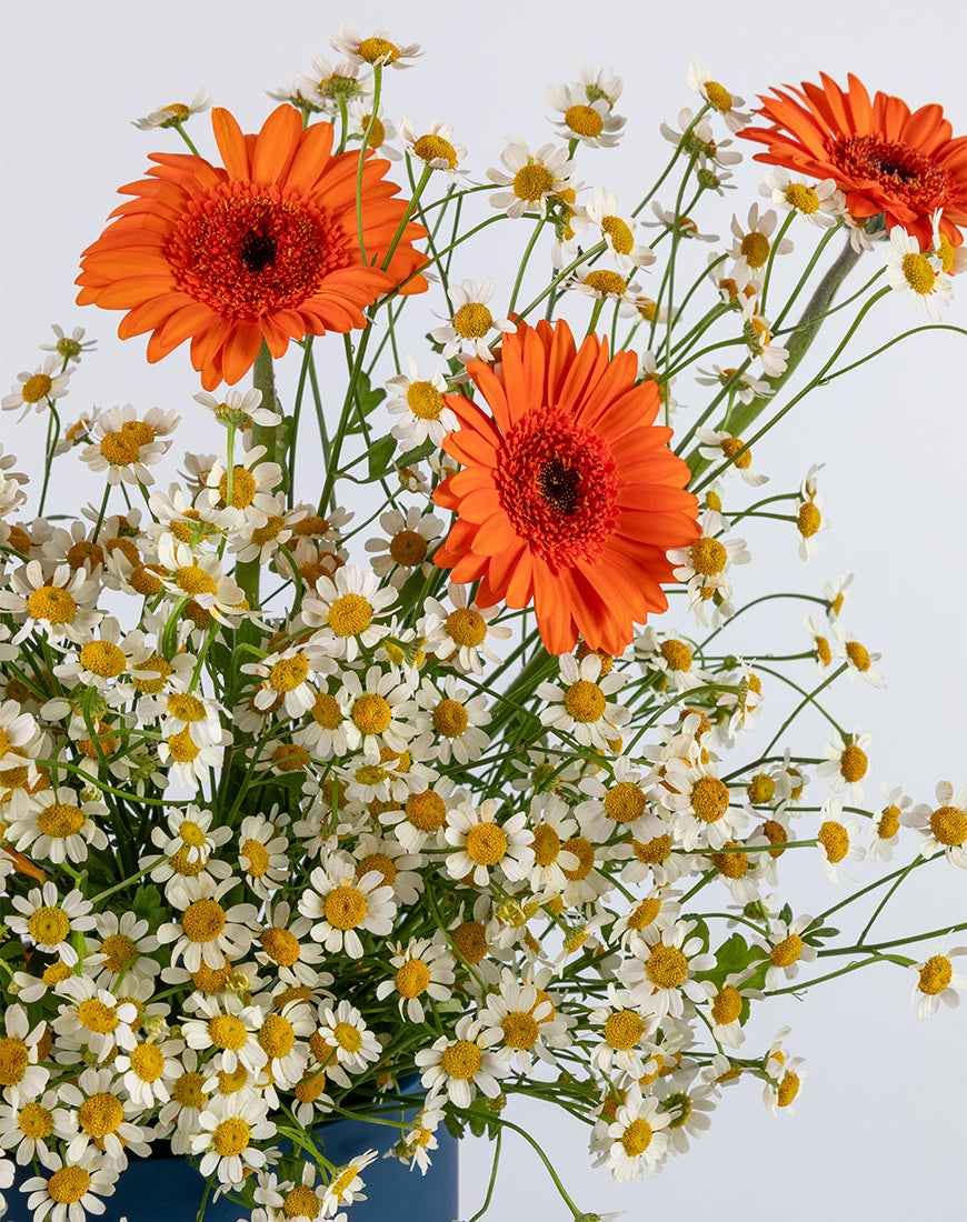 Gerbera Sunshine Medium Flower Box - Image 3