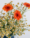 Gerbera Sunshine Medium Flower Box - Image 3