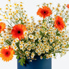 Gerbera Sunshine Medium Flower Box