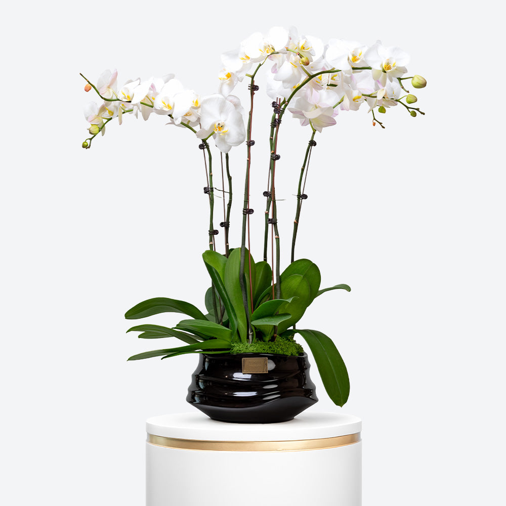 Ivory Elegance Large Phalaenopsis Orchid Ceramic Pot