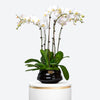 Ivory Elegance Large Phalaenopsis Orchid Ceramic Pot