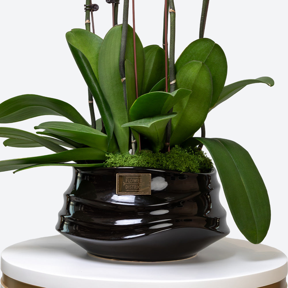 Ivory Elegance Large Phalaenopsis Orchid Ceramic Pot