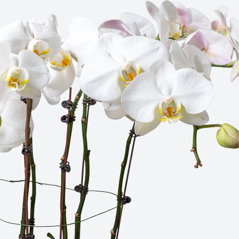 Ivory Elegance Large Phalaenopsis Orchid Ceramic Pot