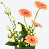 Peach & White Bloom Small Box Arrangement