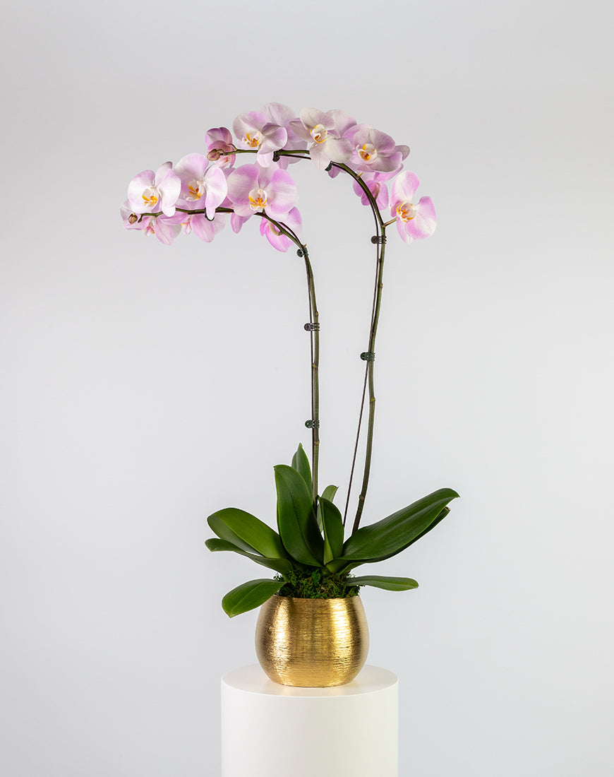 Pink Orchid Large Double Gold Vase