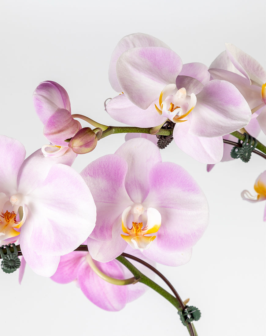 Pink Orchid Large Double Gold Vase - Image 2