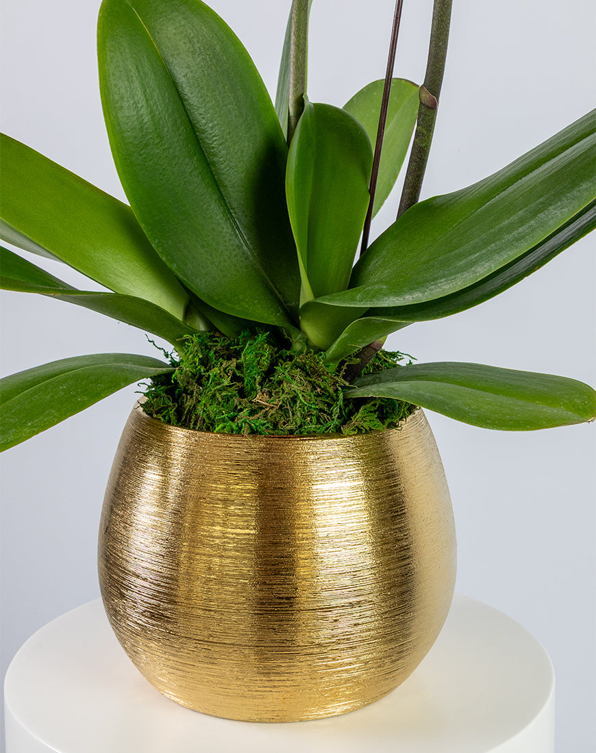 Pink Orchid Large Double Gold Vase - Image 3