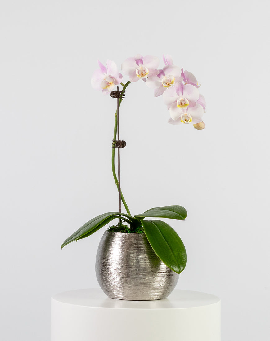 Pink Orchid Mini Single Silver Vase