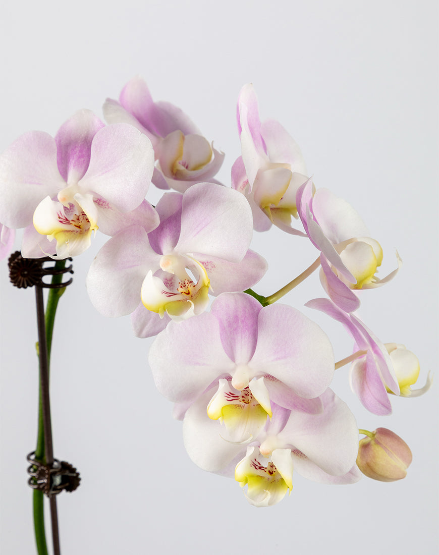 Pink Orchid Mini Single Silver Vase - Image 2