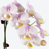 Pink Orchid Mini Single Silver Vase