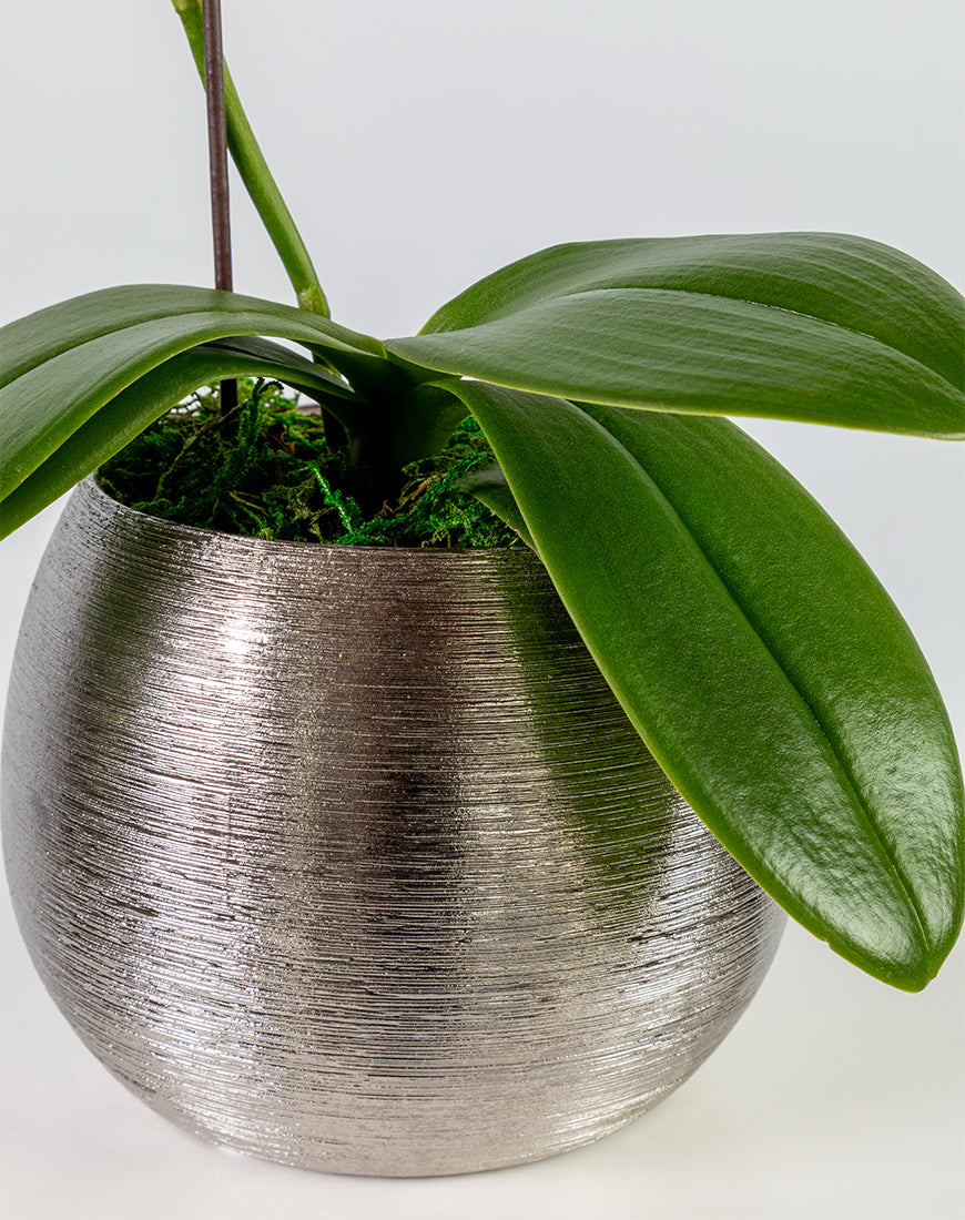 Pink Orchid Mini Single Silver Vase - Image 3