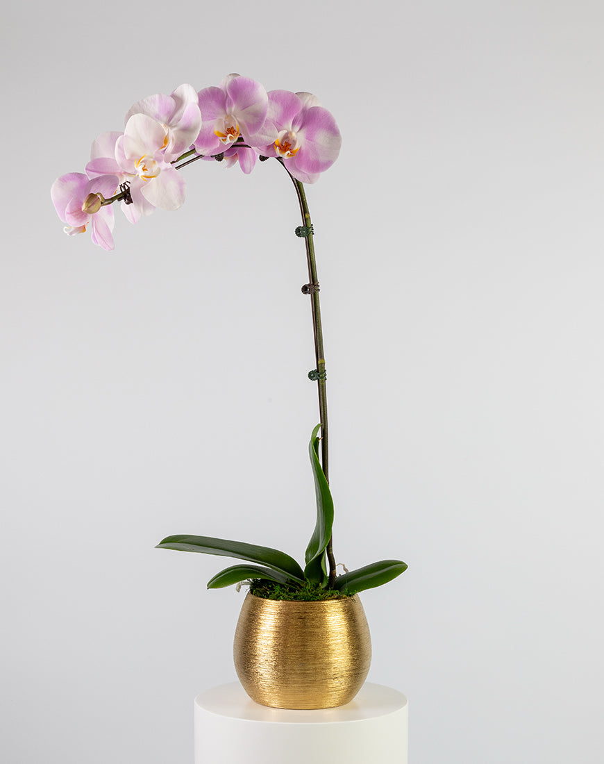 Pink Orchid Single Large Gold Vase