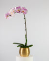 Pink Orchid Single Large Gold Vase