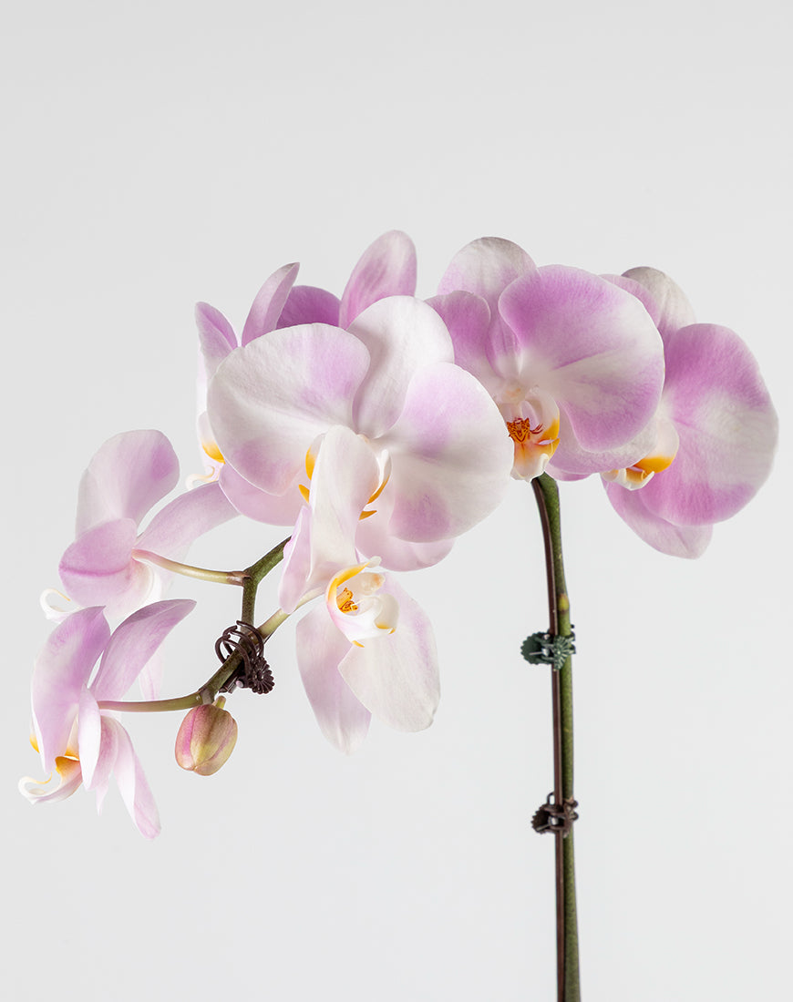 Pink Orchid Single Large Gold Vase - Image 2