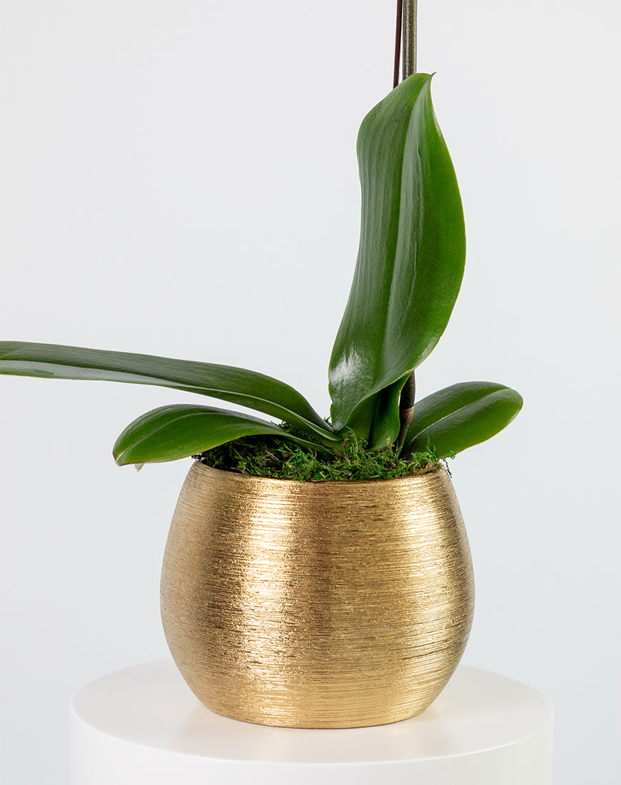 Pink Orchid Single Large Gold Vase - Image 3