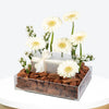 Pure Grace Small Acrylic Tray With Money Box