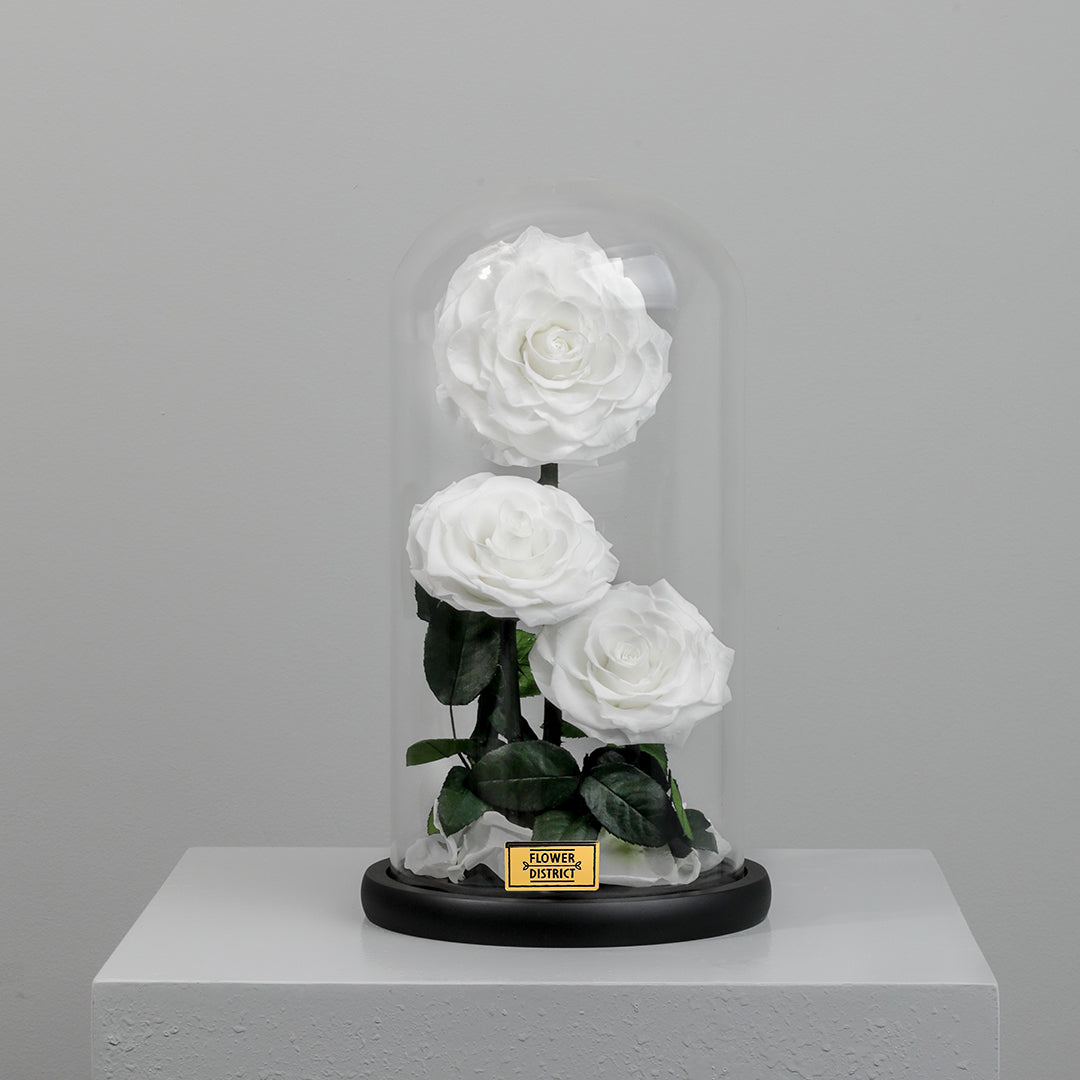 Pure White Twin Preserved Rose Dome Big