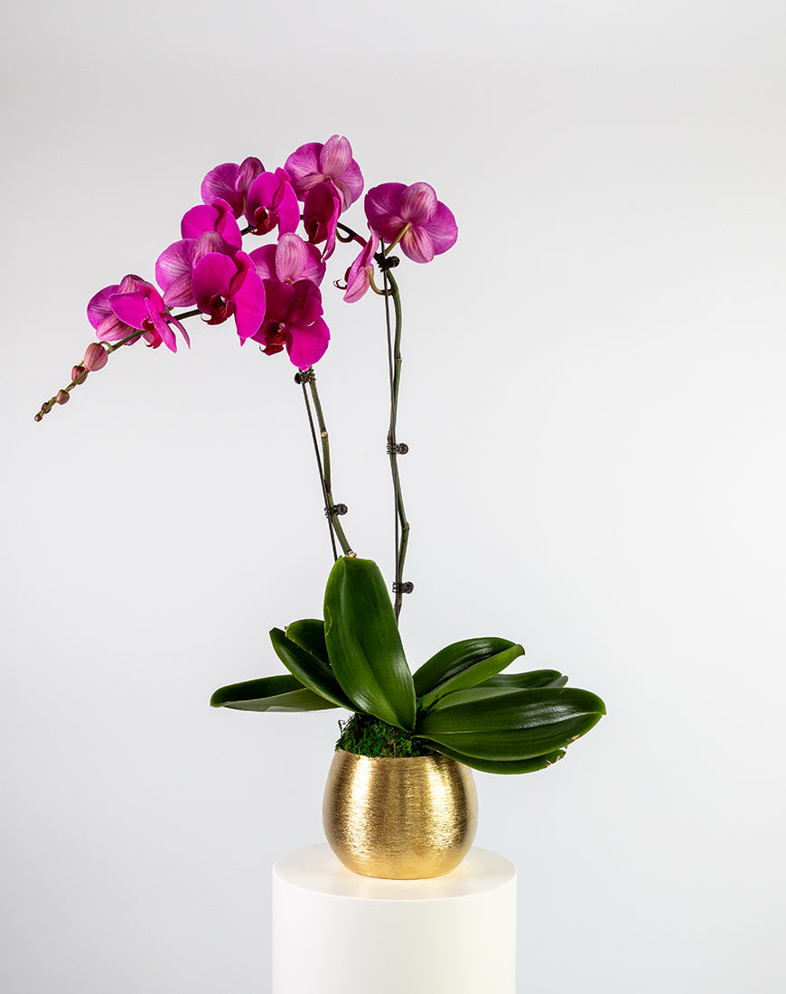 Purple Orchid Double Gold Vase