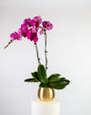 Purple Orchid Double Gold Vase