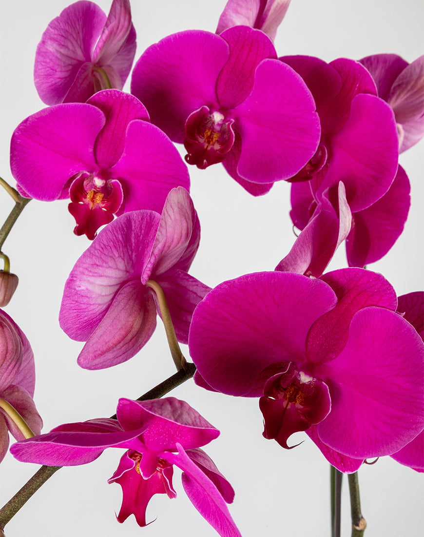 Purple Orchid Double Gold Vase - Image 2