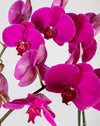 Purple Orchid Double Gold Vase - Image 2
