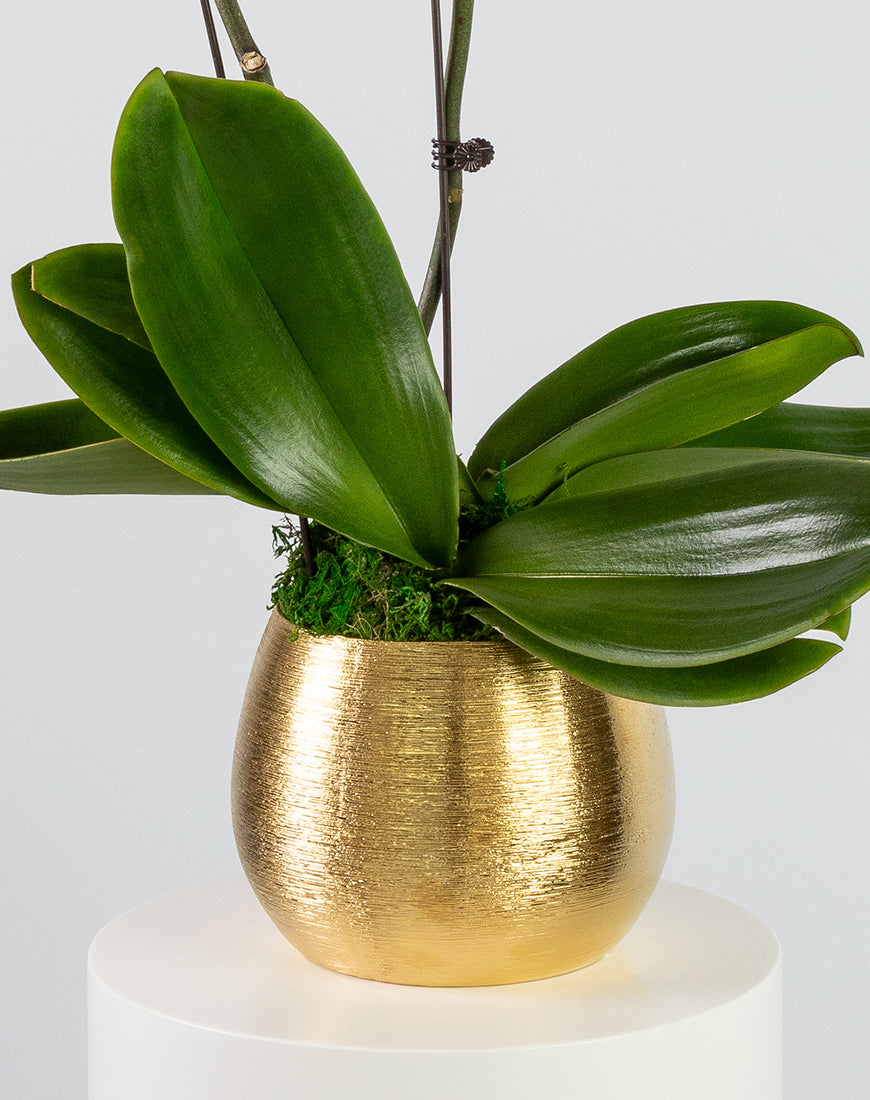 Purple Orchid Double Gold Vase - Image 3