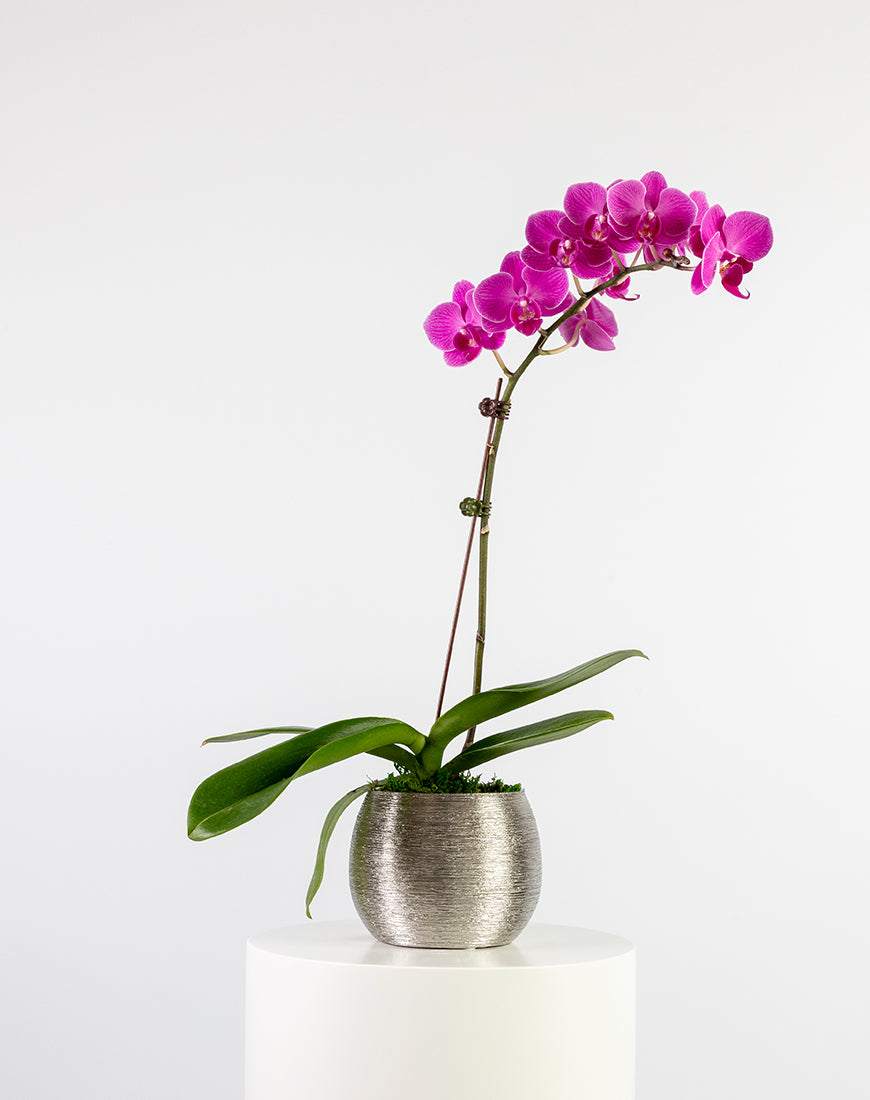 Purple Orchid Mini Single Silver Vase