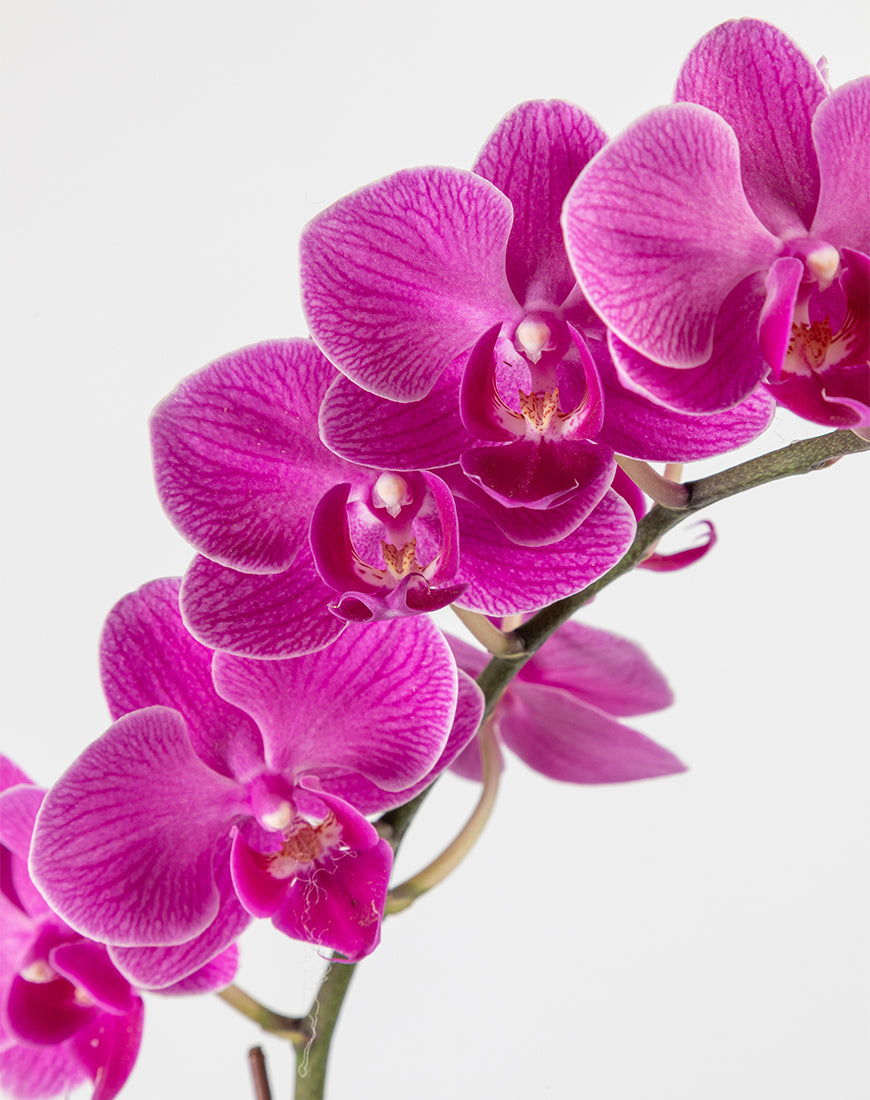 Purple Orchid Mini Single Silver Vase - Image 2