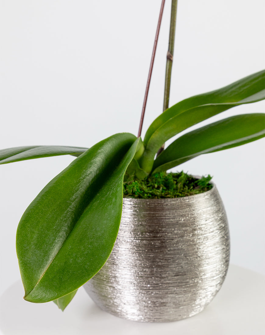 Purple Orchid Mini Single Silver Vase - Image 3