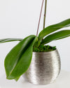 Purple Orchid Mini Single Silver Vase - Image 3