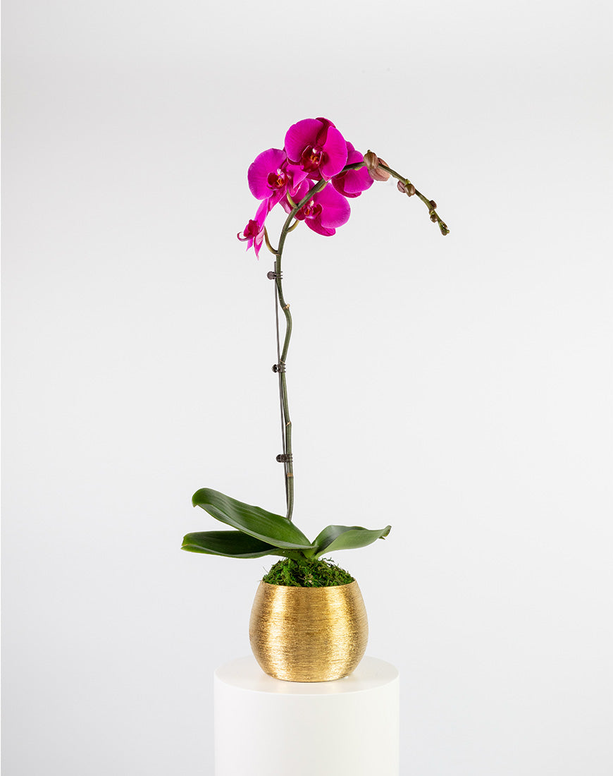 Purple Orchid Single Gold Vase