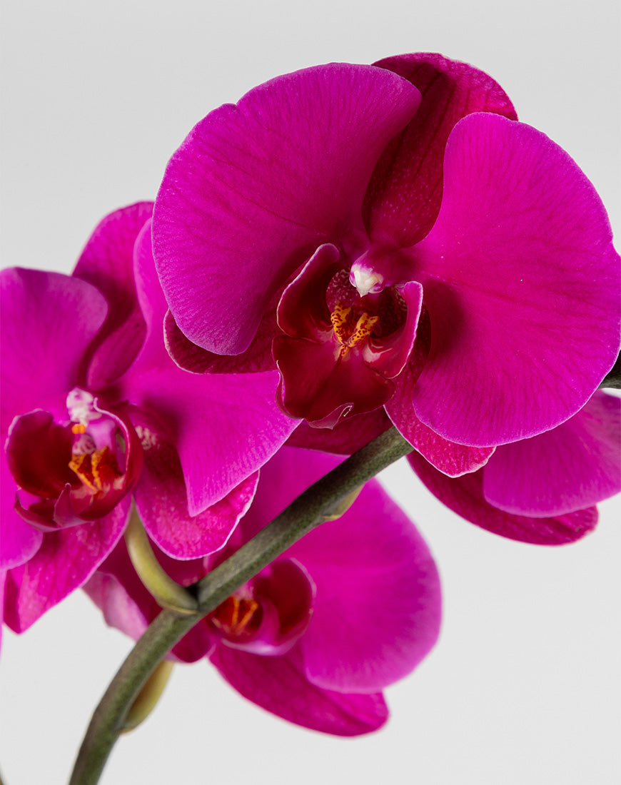 Purple Orchid Single Gold Vase - Image 2