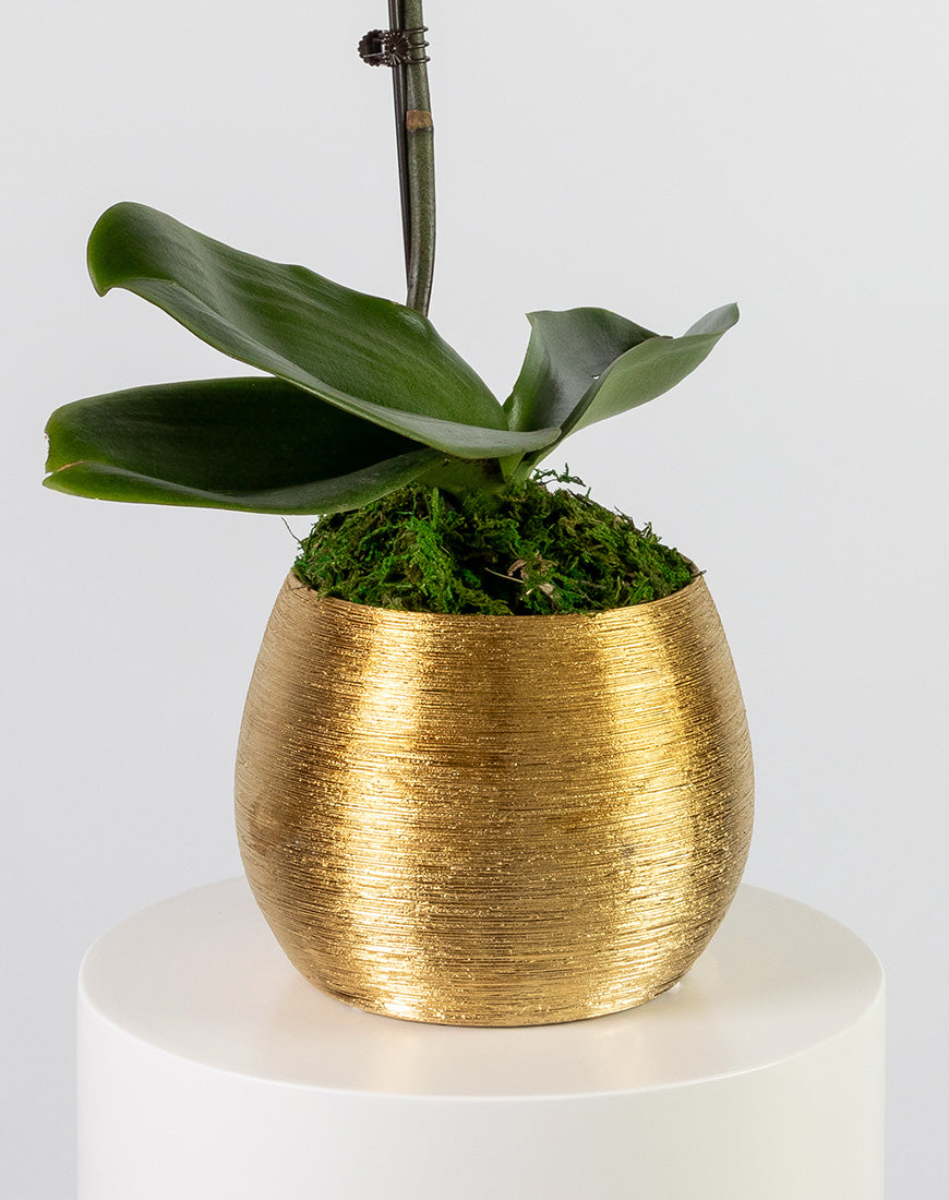 Purple Orchid Single Gold Vase - Image 3