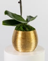 Purple Orchid Single Gold Vase - Image 3